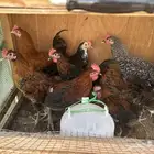 ديوك دجاج بلدي