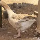 مطلوب اناثي وز بلدي نفس اللي بالصور