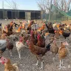 دجاج بلدي وفراريج 5 شهور تقريبا