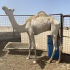 للبيع ركبي