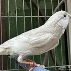 ذكر كناري كريمي مغرد لون جميل . تم البيع