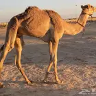 قعود للبيع