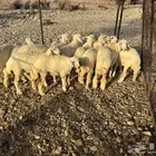 رخال حريه