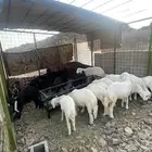 تيوس وطليان على السوم