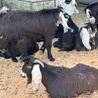 سوق الجربوع