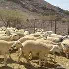 رخال حريات