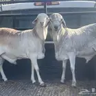 خرفان برابر