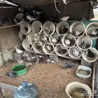للبيع حمام للبيع كامل