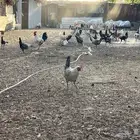 دجاج 10 ديكه للبيع من اجود سلالات الدجاج