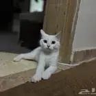 قطه أنثى العمر حول شهرين ونضيفه مع أغراضها كامله للتبني