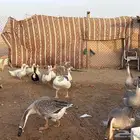 مفرق رماح