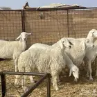 رخال حريات طيبه