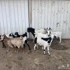 ماعز مقاني للبيع