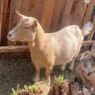 عنز قزمه منتجه وباذن الله مضرع