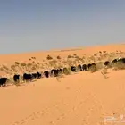 لبيع غنم نجد العدد 30