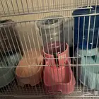 مستلزمات قطط