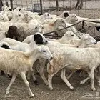 رخال مقاني صنف فاخر