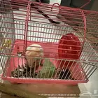 60 Riyal Rat