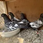 مجموعة حمام باكستاني