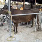بقره المانيه لقاح