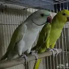 جوز دره
