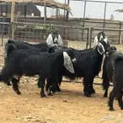 مراح معزا عوارض تم البيع