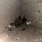 بط مصري