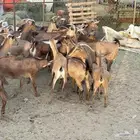 معزاء حص كفو 20 اكثرها صغار سن