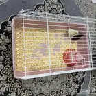 قفص كتاكتيت جديد   2 كتاكيت بصحة جيدة  طبق للشرب مخصص لهم