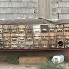 خلايا نحل محايلي