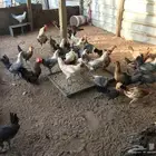 للبيع دجاج بشاير