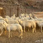 ضان ورخال حريات