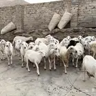 ضان 29 تحتها 14