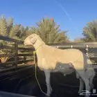 طلي حري صنف