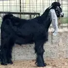 تيس عارضي صنف معرف مشروع فحل