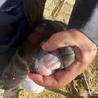 تيس فحل ادغس كفو وصنف طيب جدا