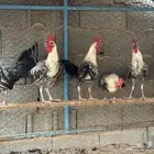ديوك فيومي شبابي