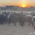 ماعز عارضيات صنف وجرم