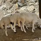 طليان فل شحم