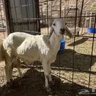 ساكني