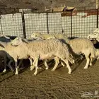 ضان حريات حرش طيب ( تم  البيع )