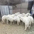 بهم تربيه رقم واحد