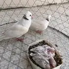 حمام ياكريم صدفي مع انتاجه