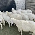 بهم حري طيب