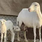 رفيديه تحتها 2