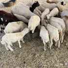 غنم رفيديه خلفات