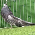 حمام نفاخ ( تم البيع )