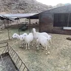ضان رفيديات