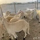 طليان سواكن جذعان