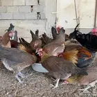 دجاج عربي اصيل فري ترثه